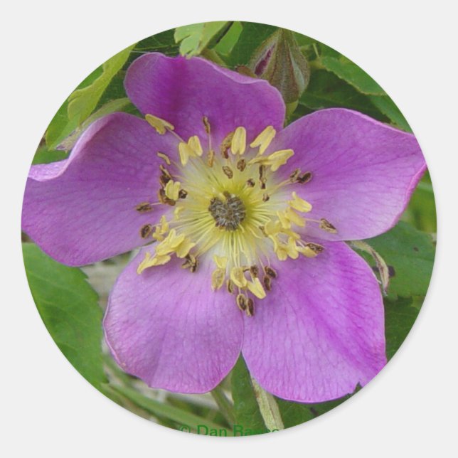 F24w Wild Rose "Rosa acicutaris" Runder Aufkleber (Vorderseite)