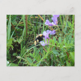 F2 Biene auf Lila Wildblumen Postkarte
