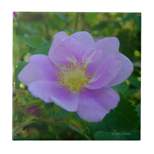 F37 Wilde Rose Fliese