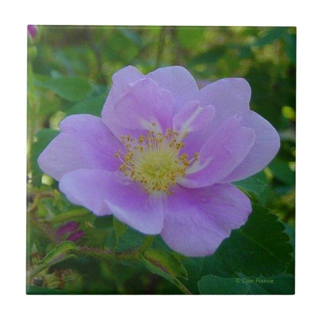 F37 Wilde Rose Fliese (Vorderseite)