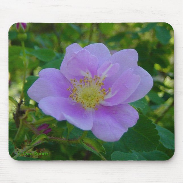 F37 Wilde Rose Mousepad (Vorne)
