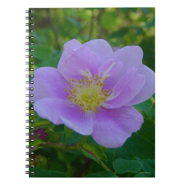 F37 Wilde Rose Notizblock (Vorderseite)