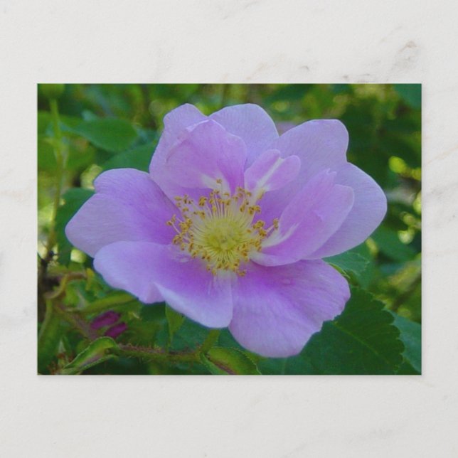 F37 Wilde Rose Postkarte (Vorderseite)