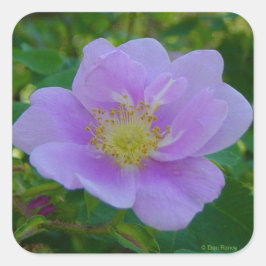 F37 Wilde Rose Quadratischer Aufkleber