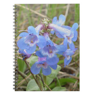 F3 Blaue Wildblumen Schlanke Blaue Bartfaden Notizblock