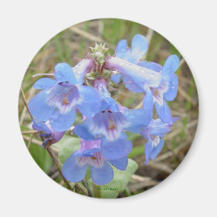 F3 Blaue Wildblumen Schlanker Blaue Bretter Magnet
