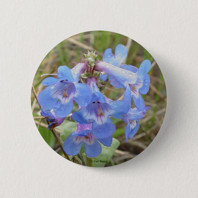 F3 blaue Wildblumen schlankes blaues Beardtongue Button (Vorderseite)