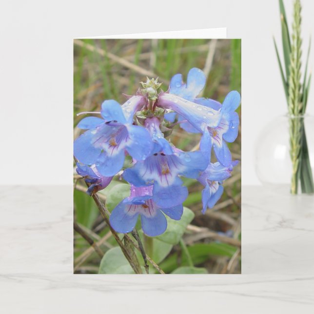 F3 Blaue Wildblumen Schmaler Blauzungenkraut Karte (Vorderseite)