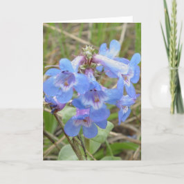 F3 Blaue Wildblumen Schmaler Blauzungenkraut Karte