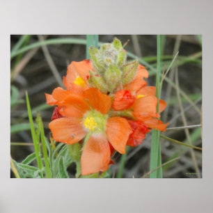 F40 Orange Wildblumen Scharlach-Malve Poster
