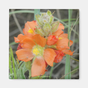 F40 Orange Wilde Blumen Scharlach-Malve Magnet