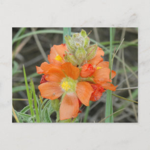 F40 Orange Wilde Blumen Scharlach-Malve Postkarte