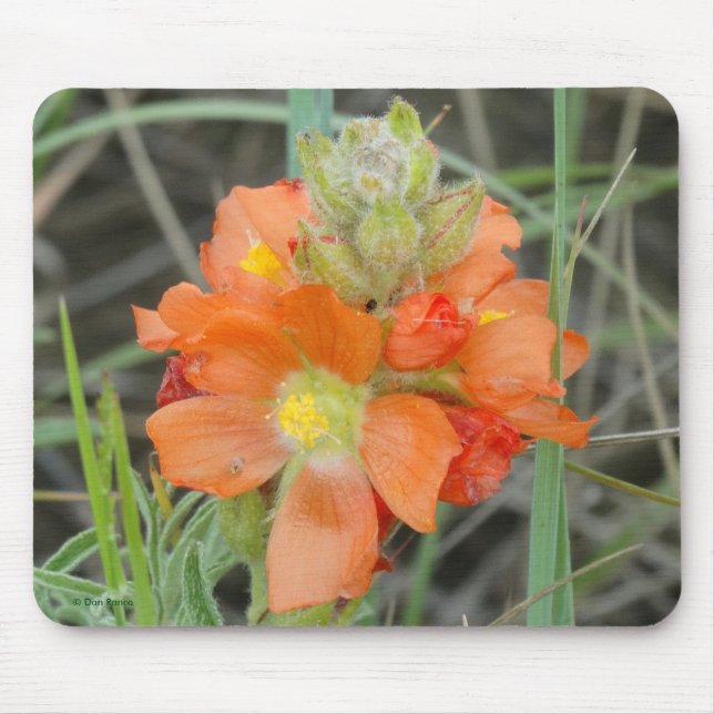 F40 Orangefarbene Wildblumen Mousepad (Vorne)