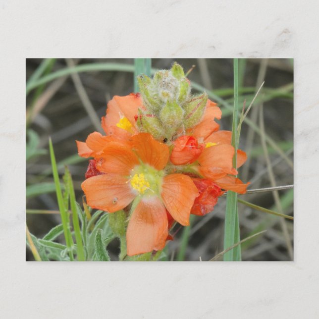 F40 Orangefarbene Wildblumen Postkarte (Vorderseite)