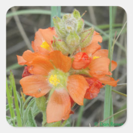 F40 Orangefarbene Wildblumen Quadratischer Aufkleber