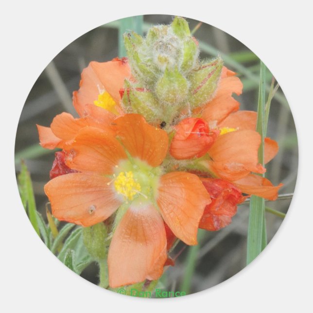 F40 Orangefarbene Wildblumen Runder Aufkleber (Vorderseite)