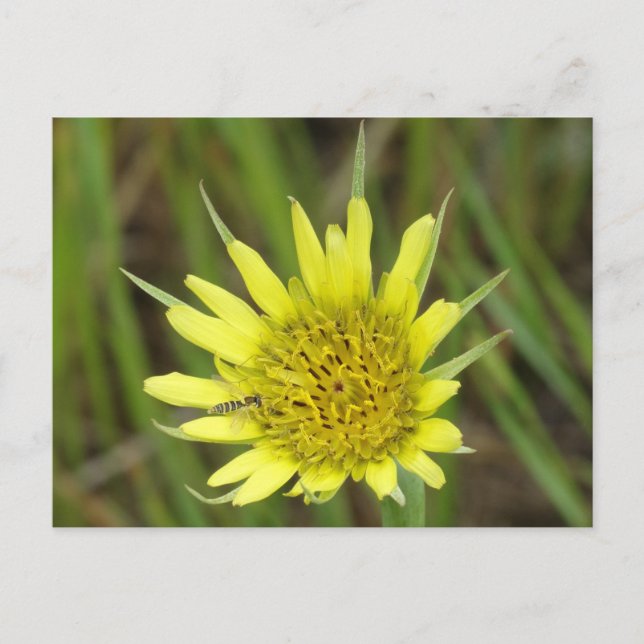 F41 Gelbe Wildblume Ziegenbart Postkarte (Vorderseite)