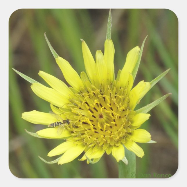F41 Gelbe Wildblume Ziegenbart Quadratischer Aufkleber (Vorderseite)