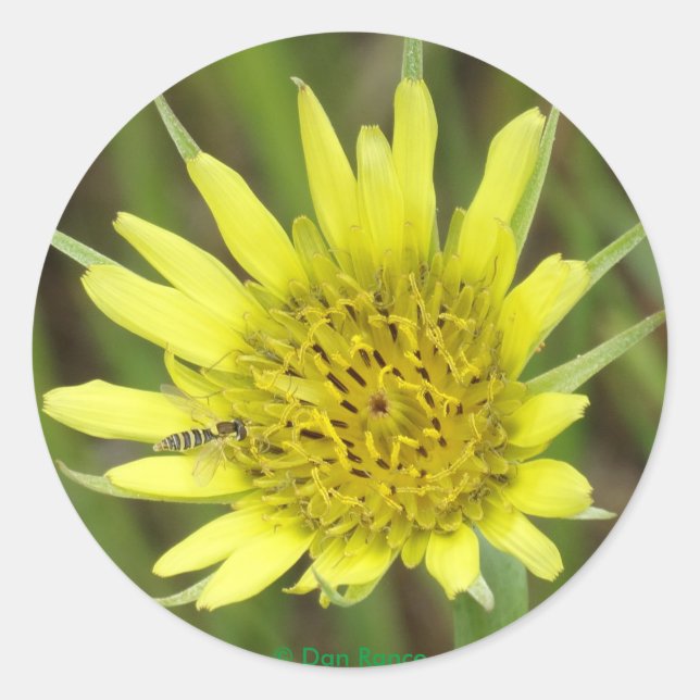 F41 Gelbe Wildblume Ziegenbart Runder Aufkleber (Vorderseite)