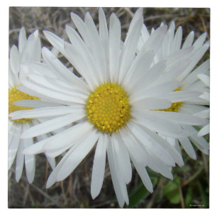 F42 Weiße Wildblumen Glatter Aster Fliese