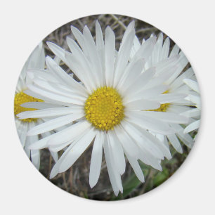 F42 Weiße Wildblumen Glatter Aster Magnet