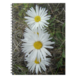 F42 Weiße Wildblumen Glatter Aster Notizblock