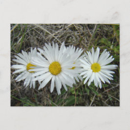 F42 Weiße Wildblumen glatter Aster Postkarte