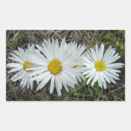 F42 Weiße Wildblumen glatter Aster Rechteckiger Aufkleber