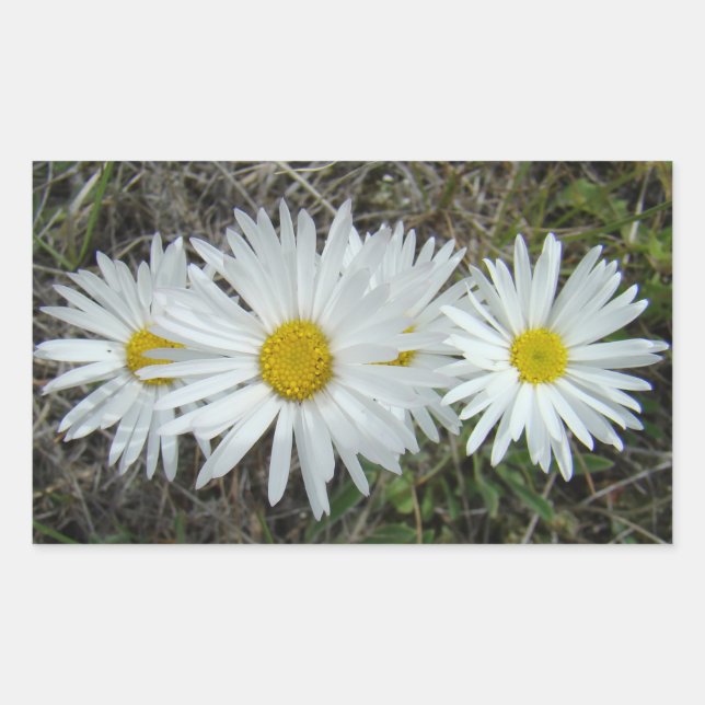 F42 Weiße Wildblumen glatter Aster Rechteckiger Aufkleber (Vorderseite)