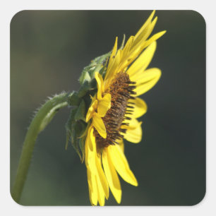 F43 Gelbe Wildblume Black-eyed Susan Quadratischer Aufkleber