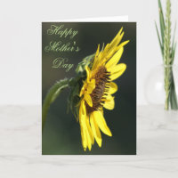 F43 Gelbe Wildblume Schwarz-mit Augen Susan