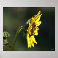 F43 Gelbe Wildblume Schwarz-mit Augen Susan