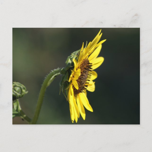 F43 Gelbe Wildblume Schwarz-mit Augen Susan Postkarte (Vorderseite)