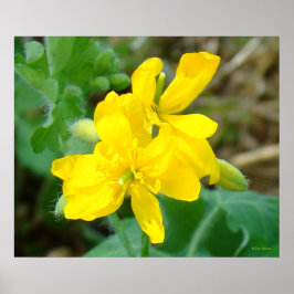 F44 Gelbe Wildblumen WildSenf Poster