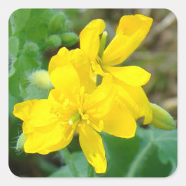F44 Gelbe Wildblumen WildSenf Quadratischer Aufkleber