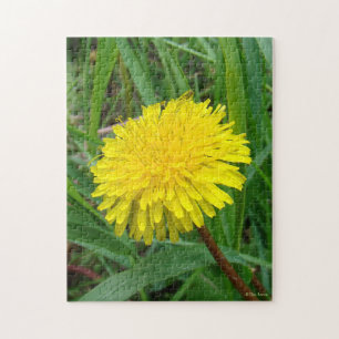 F45 Dandelion "Taraxacum officinale"
