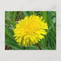 F45 Dandelion "Taraxacum officinale"