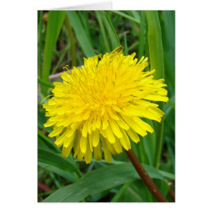 F45 Pissenlit "Taraxacum officinale"
