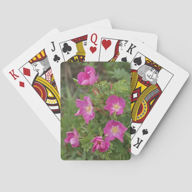 F46 Wilde Rose Spielkarten (Rückseite)
