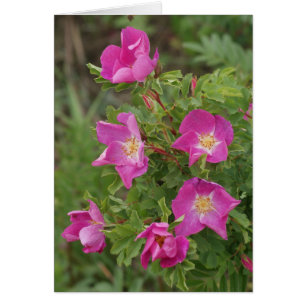 F46 Wilde Rosen