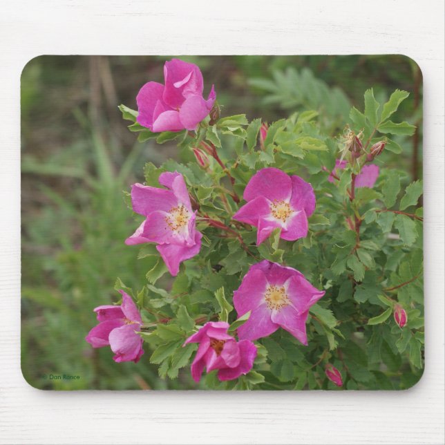 F46 Wilde Rosen Mousepad (Vorne)