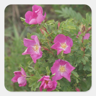 F46 Wilde Rosen Quadratischer Aufkleber