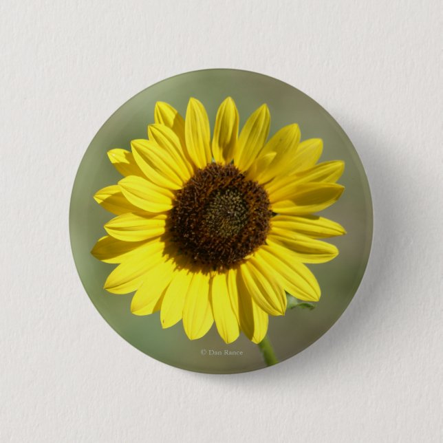 F47 Gelbe Wildblume Gemeinsame jährliche Sonnenblu Button (Vorderseite)