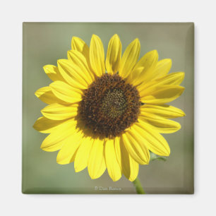 F47 Gelbe Wildblume Gemeinsame jährliche Sonnenblu Magnet