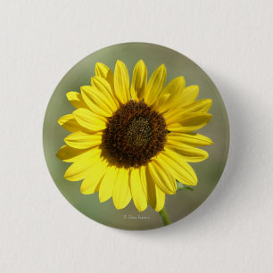 F47 Gelbe Wildblume Gewöhnliche Einjährige Sonnenb Button