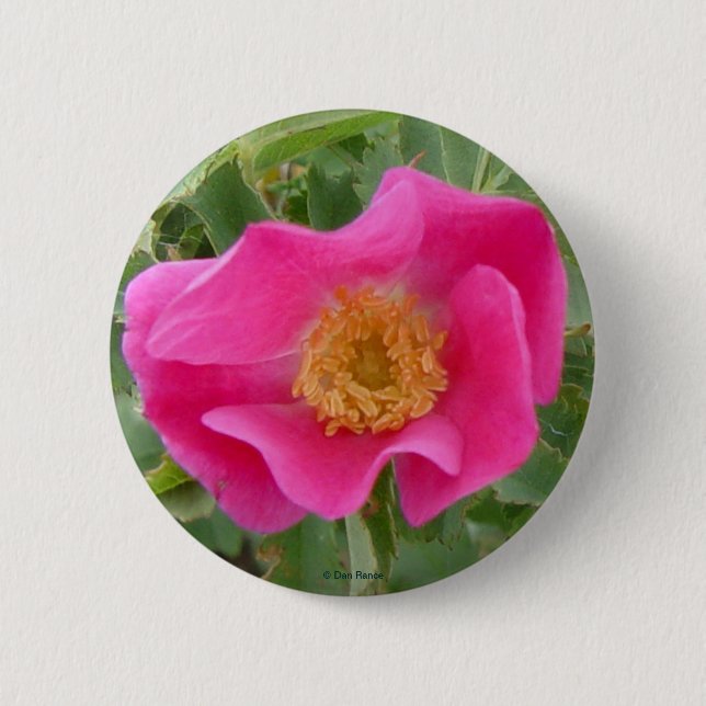F4 Alberta Wild Rose Button (Vorderseite)