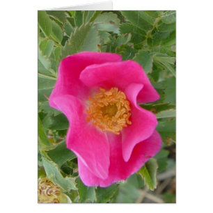 F4a Wilde Rose