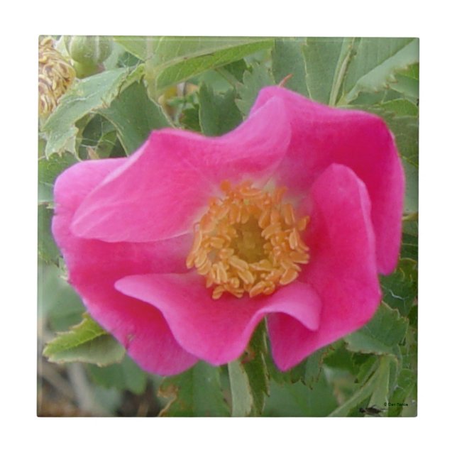 F4a Wilde Rose Fliese (Vorderseite)