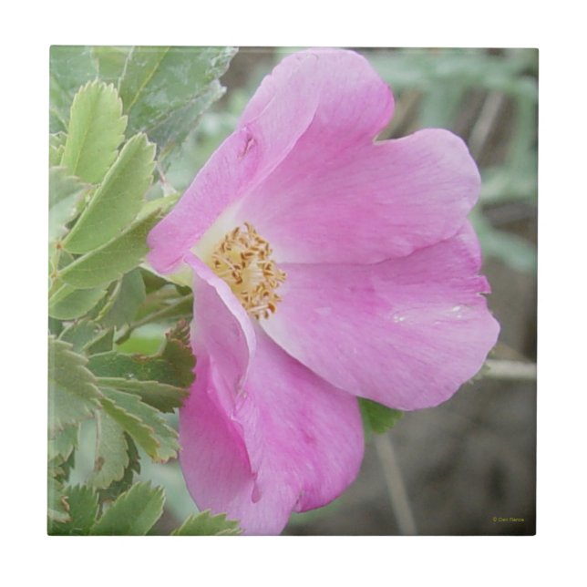 F4b Wild Rose Fliese (Vorderseite)