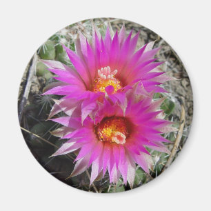 F5 Ball Cactus Blume "Escobaria vivipara" Magnet